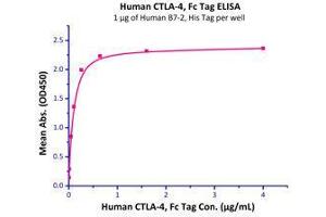Immobilized Human B7-2, His Tag (Cat# CD6-H5223) at 10 μg/mL (100 µl/well), can bind Human CTLA-4, Fc Tag (Cat# CT4-H5255) with a linear range of 0. (CTLA4 Protein (AA 37-160) (Fc Tag))