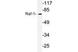 Western blot analysis of C-Raf antibody in extracts from 293 cells. (RAF1 anticorps)