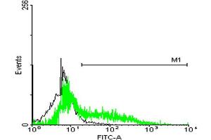 FACS analysis of HeLa cells stained with STIP1 monoclonal antibody clone 2E11 (Green) and non-stained HeLa cells (Black) as negative control.