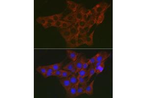 Immunofluorescence analysis of PC-12 cells using WNK3 Rabbit pAb (ABIN7271382) at dilution of 1:200 (40x lens). (WNK3 anticorps  (AA 500-600))