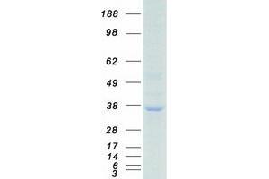 Validation with Western Blot