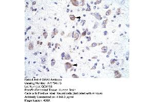 Human Brain (HOXA1 anticorps  (Middle Region))