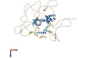 AlphaFold protein structure predicition of Mouse Recombinant Mybl1 Protein, UniprotID P51960