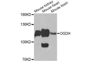 Western blot analysis of extracts of various cell lines, using OGDH Antibody (ABIN6292773) at 1:1000 dilution.