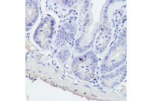 Immunohistochemistry of paraffin-embedded mouse intestin using GIP Rabbit pAb (ABIN6130966, ABIN6141091, ABIN6141092 and ABIN6221825) at dilution of 1:50 (40x lens). (GIP anticorps  (AA 22-153))