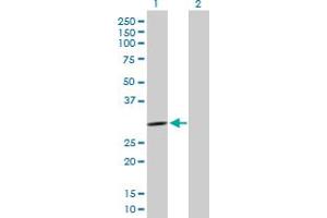 Western Blot analysis of PCSK1N expression in transfected 293T cell line by PCSK1N MaxPab polyclonal antibody.