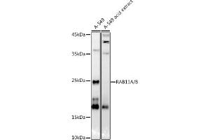 Western blot analysis of extracts of A-549 cells, using RA/B antibody (ABIN7269790) at 1:1000 dilution. (RAB11A anticorps)