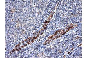 Image no. 3 for anti-ERG, ETS transcription factor (ERG) antibody (ABIN1498076)