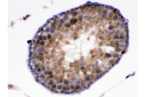 Anti-Kallikrein 5 antibody, IHC(P) IHC(P): Rat Testis Tissue