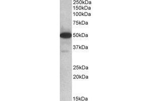 Western Blotting (WB) image for anti-Thioredoxin Domain Containing 5 (Endoplasmic Reticulum) (TXNDC5) (Internal Region) antibody (ABIN2464475) (TXNDC5 anticorps  (Internal Region))