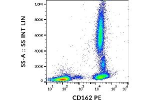 Flow cytometry analysis (surface staining) of human peripheral blood cells with anti-human CD162 (clone TC2) PE. (SELPLG anticorps  (PE))