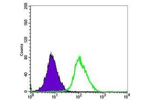 Flow cytometric analysis of Hela cells using ERK3 mouse mAb (green) and negative control (purple).