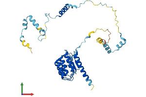 AlphaFold protein structure predicition of Mouse Recombinant Tmod2 Protein, UniprotID Q9JKK7