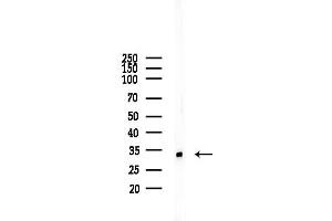 Western blot analysis of lysates from  cells(starvation,24h treatment), using RPS3A Antibody at 1/1000 dilution.