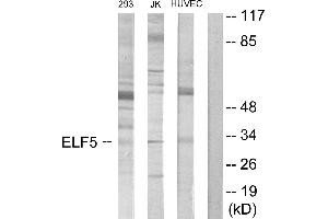 Western blot analysis of extracts from 293 cells, Jurkat cells and HUVEC cells, using ELF5 antibody. (ELF5 anticorps)