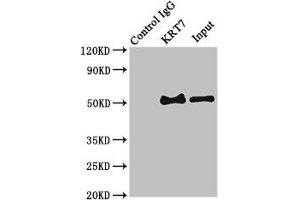 Immunoprecipitating KRT7 in HepG2 whole cell lysate Lane 1: Rabbit control IgG (1 μg) instead of ABIN7157444 in HepG2 whole cell lysate. (Cytokeratin 7 anticorps  (AA 2-469))