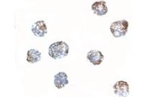 Immunohistochemistry (IHC) image for anti-Matrilin 3 (MATN3) (Middle Region) antibody (ABIN1030996) (Matrilin 3 anticorps  (Middle Region))