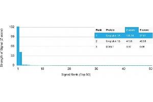 Analysis of Protein Array containing more than 19,000 full-length human proteins using Uroplakin 1A Mouse Monoclonal Antibody (UPK1A/2925) Z- and S- Score: The Z-score represents the strength of a signal that a monoclonal antibody (MAb) (in combination with a fluorescently-tagged anti-IgG secondary antibody) produces when binding to a particular protein on the HuProtTM array.