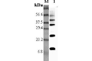 Western blot analysis using anti-RELM-α (rat), pAb  at 1:5'000 dilution. (RELM alpha anticorps)