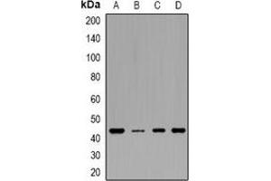 Western blot analysis of IDH3 gamma expression in HEK293T (A), MCF7 (B), mouse heart (C), rat heart (D) whole cell lysates. (IDH3G anticorps)