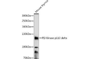 Western blot analysis of extracts of mouse thymus, using PI3 Kinase p110 delta antibody (ABIN7269327) at 1:1000 dilution. (PIK3CD anticorps  (AA 150-250))