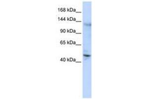 Image no. 1 for anti-Zinc Finger Protein 197 (ZNF197) (C-Term) antibody (ABIN6740562) (ZNF197 anticorps  (C-Term))