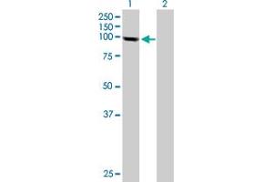 Western Blot analysis of PGBD1 expression in transfected 293T cell line by PGBD1 MaxPab polyclonal antibody. (PGBD1 anticorps  (AA 1-809))