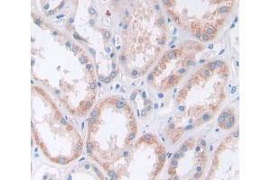 Used in DAB staining on fromalin fixed paraffin- embedded kidney tissue (Secernin 1 anticorps  (AA 2-414))