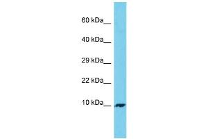 Host: Rabbit Target Name: C7orf69 Sample Type: 293T Whole Cell lysates Antibody Dilution: 1. (C7ORF69 anticorps  (C-Term))