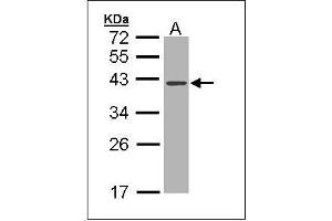 Sample (30 ug of whole cell lysate). (DNASE1 anticorps  (AA 1-252))