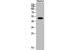 Western Blot analysis of HepG2 cells using Acetyl-Tubulin α (K112) Polyclonal Antibody (TUBA1A/TUBA1B/TUBA1C (acLys112) anticorps)