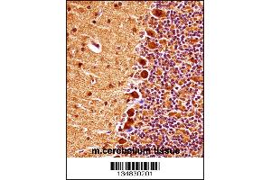 Mouse Mapk9 Antibody immunohistochemistry analysis in formalin fixed and paraffin embedded mouse cerebellum tissue followed by peroxidase conjugation of the secondary antibody and DAB staining. (JNK2 anticorps  (AA 206-233))