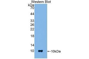 Western Blotting (WB) image for anti-S100 Calcium Binding Protein B (S100B) (AA 1-92) antibody (ABIN1078516) (S100B anticorps  (AA 1-92))
