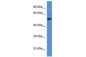 Western Blot showing Pigs antibody used at a concentration of 1. (PIGS anticorps  (C-Term))
