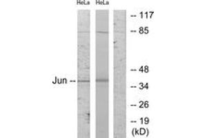 Western blot analysis of extracts from HeLa cells, using c-Jun (Ab-243) Antibody. (C-JUN anticorps  (AA 210-259))