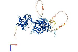 AlphaFold protein structure predicition of Human Recombinant SMAD1 Protein, UniprotID Q15797