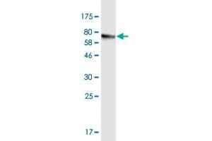Western Blot detection against Immunogen (76.