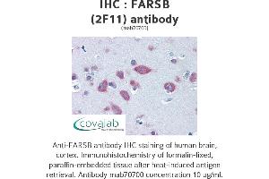 Image no. 3 for anti-Phenylalanyl-tRNA Synthetase, beta Subunit (FARSB) (AA 234-342) antibody (ABIN1723557)