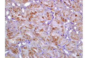 Formalin-fixed and paraffin embedded mouse kidney labeled with Anti-GIPC1 Polyclonal Antibody, Unconjugated (ABIN1714548) at 1:200 followed by conjugation to the secondary antibody and DAB staining (GIPC1 anticorps  (AA 101-160))