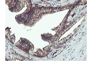 Image no. 3 for anti-Epsin 2 (EPN2) antibody (ABIN1498049) (Epsin 2 anticorps)