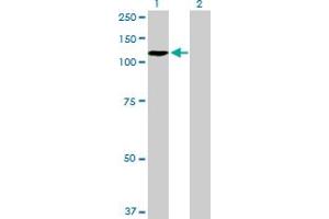 Western Blot analysis of ZHX2 expression in transfected 293T cell line by ZHX2 MaxPab polyclonal antibody. (ZHX2 anticorps  (AA 1-837))