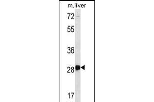DRGX Antibody (C-term) (ABIN656376 and ABIN2845671) western blot analysis in mouse liver tissue lysates (35 μg/lane). (DRGX anticorps  (C-Term))