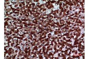 Immunohistochemistry (IHC) analysis of paraffin-embedded Human Liver, antibody was diluted at 1:100. (FMO3 anticorps  (Internal Region))