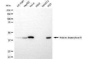 Western blotting analysis using histone deacetylase 8 antibody (ABIN7798937).