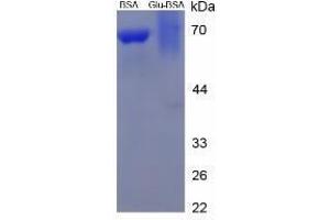 Image no. 3 for Glutamic Acid peptide (BSA) (ABIN5665972) (Glutamic Acid peptide (BSA))