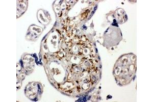 IHC-P: BAG5 antibody testing of human placenta tissue
