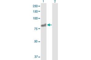 Western Blot analysis of RASGRP3 expression in transfected 293T cell line by RASGRP3 MaxPab polyclonal antibody. (RASGRP3 anticorps  (AA 1-690))