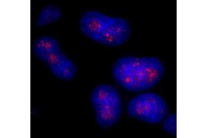Immunofluorescence (IF) image for anti-CD3e Molecule, epsilon Associated Protein (CD3EAP) (AA 404-454) antibody (ABIN7448916) (CD3EAP anticorps  (AA 404-454))