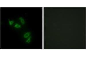 Immunofluorescence analysis of HepG2 cells, using MUC13 Antibody.