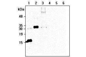 Western blot analysis of recombinant human CTRP6 using anti-CTRP6 (human), mAb (256-E)  at 1:500 dilution: 1.